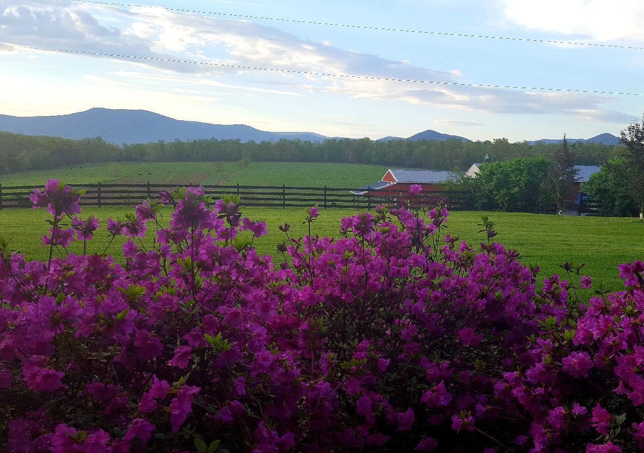 Piney Hill B&B&Cottages Luray Exteriör bild